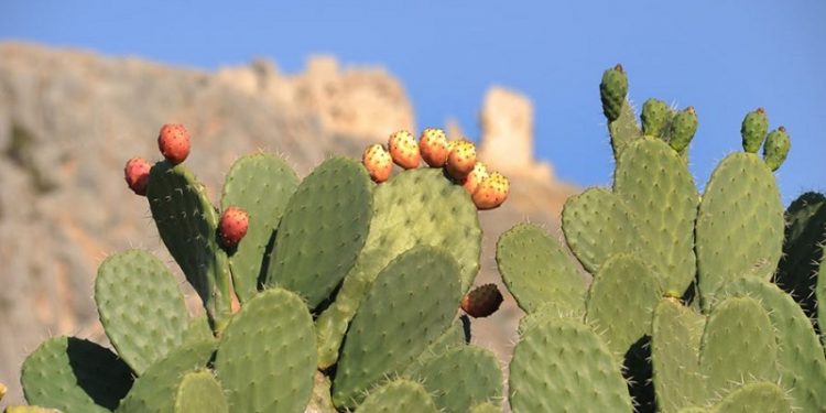 All Details About the prickly pear