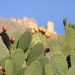 All Details About the prickly pear